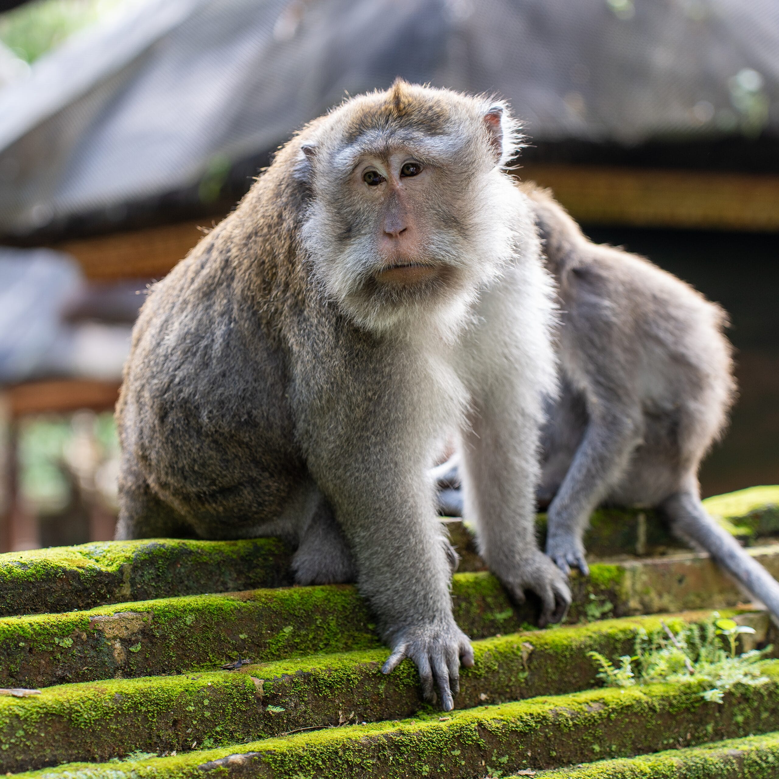 Singe Bali