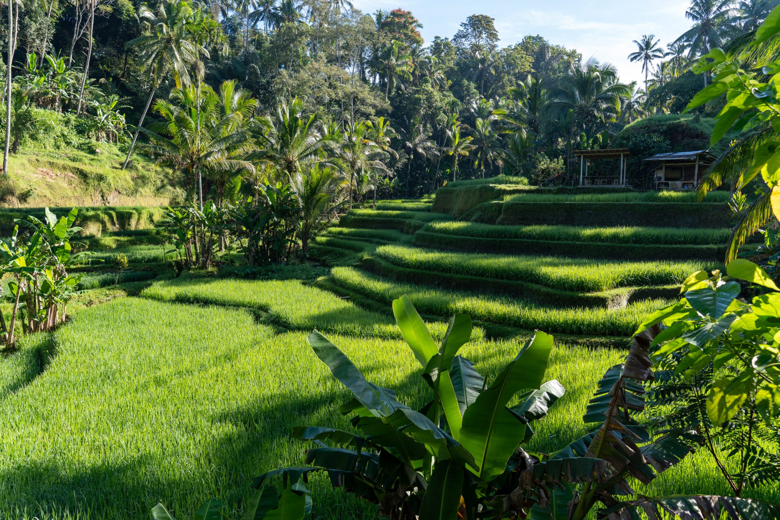 Rizière à Bali